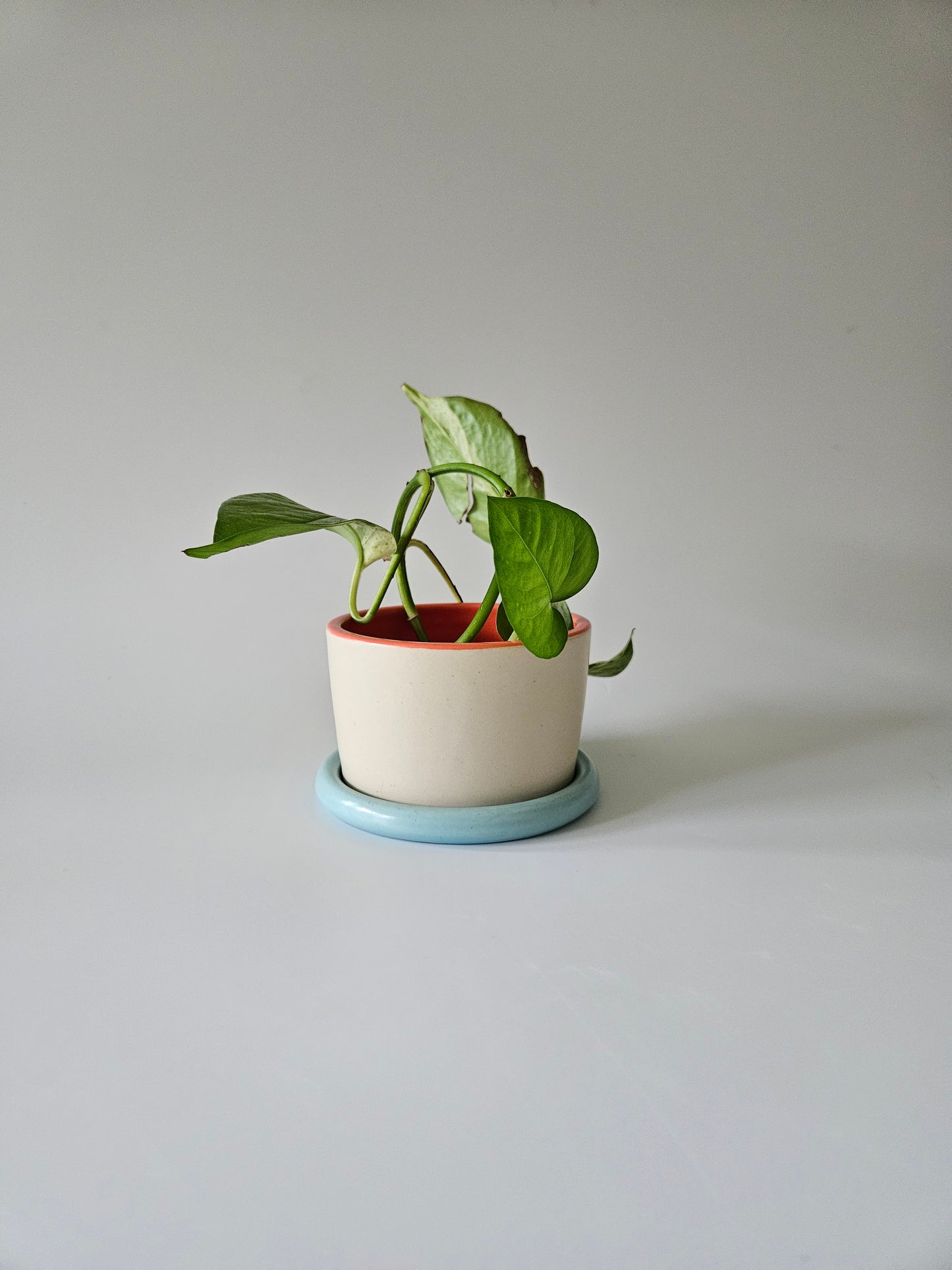 Planter with Classic Tray (Three-Toned) - Case of 2