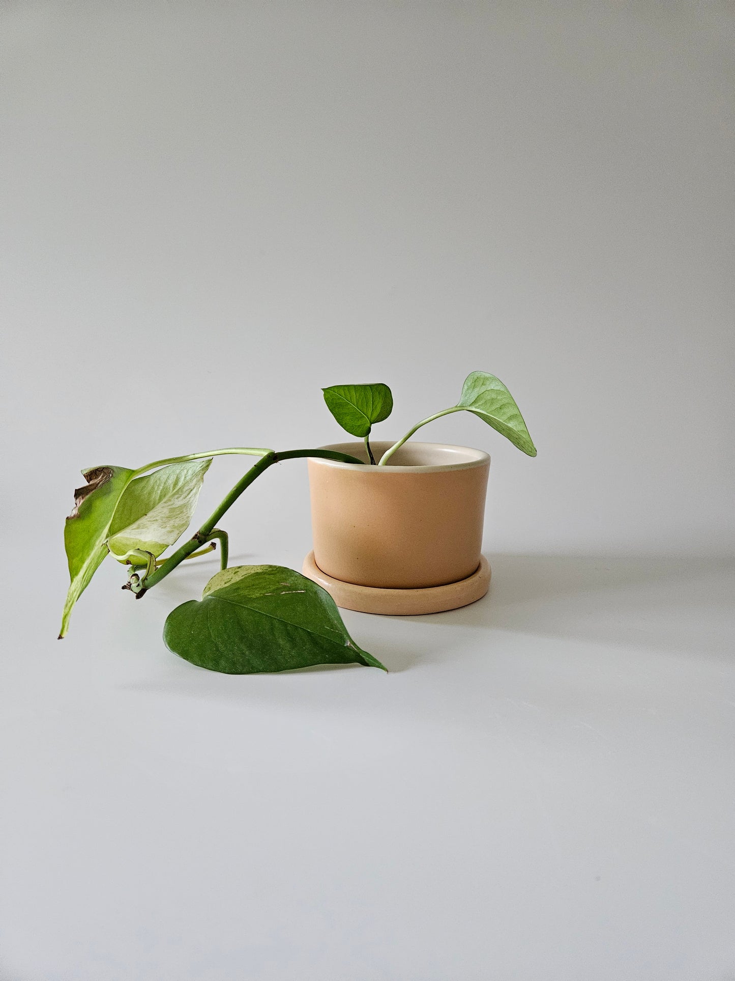 Planter with Classic Tray (Two-Toned)