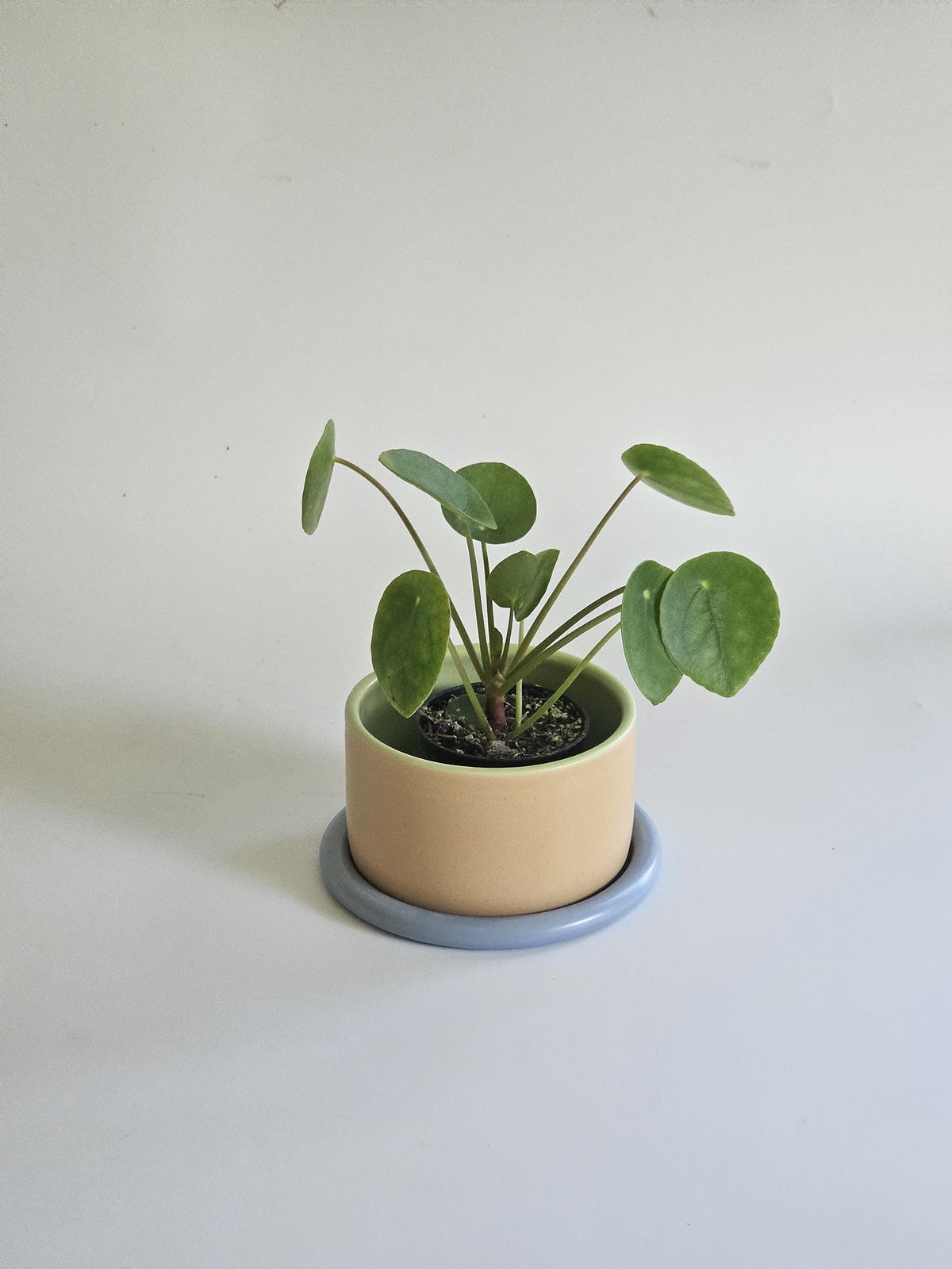 Handmade Color Block Pottery Planter with Tray • Three-Toned Ceramic Drainage Pot