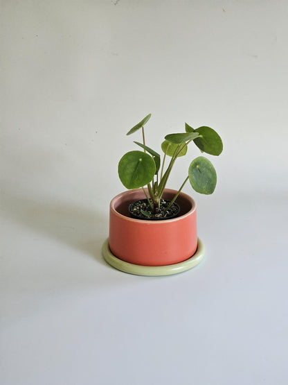 Handmade Color Block Pottery Planter with Tray • Three-Toned Ceramic Drainage Pot
