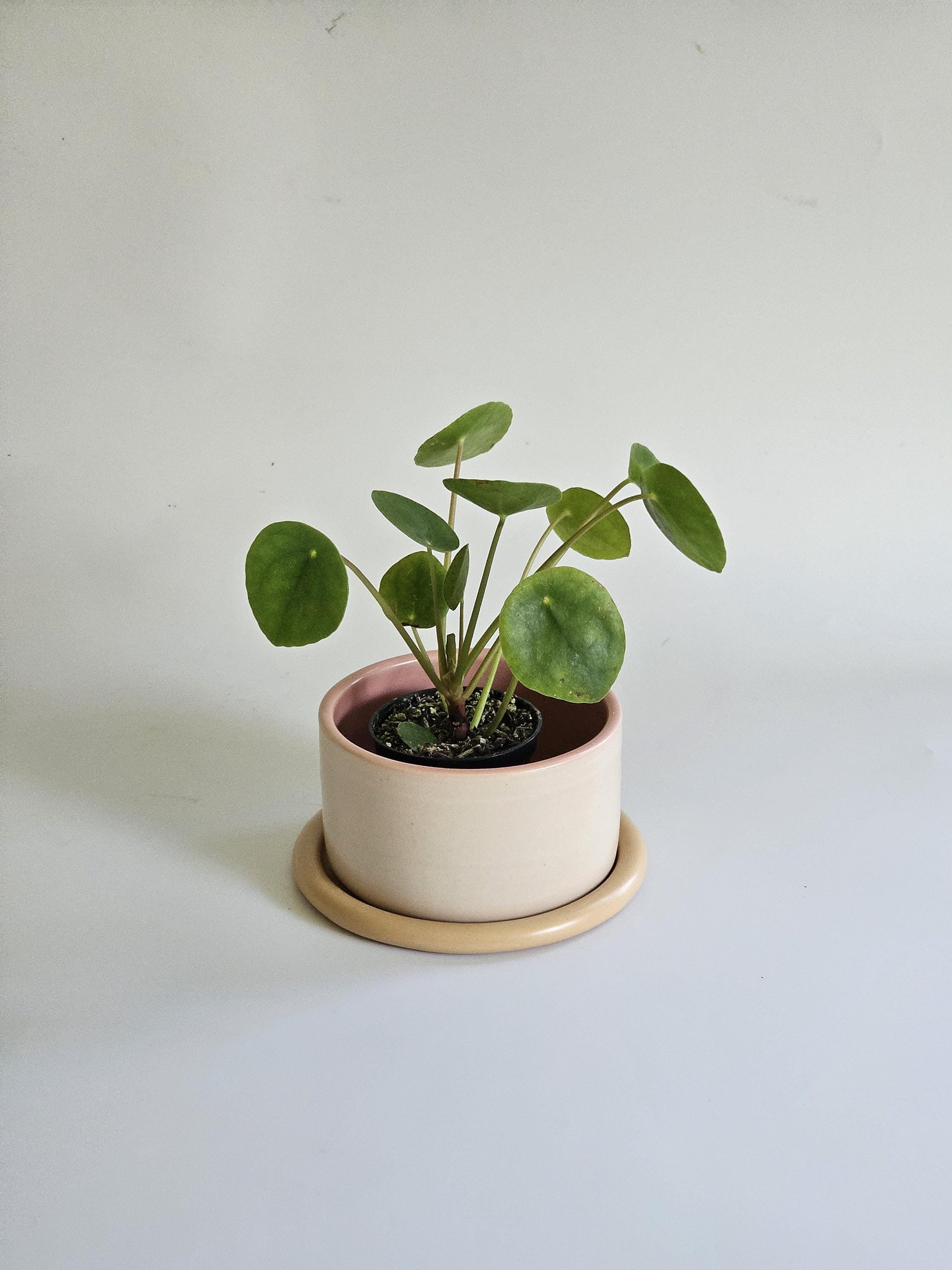 Handmade Color Block Pottery Planter with Tray • Three-Toned Ceramic Drainage Pot