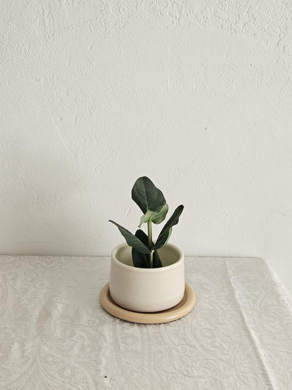 Handmade Color Block Pottery Planter with Tray • Three-Toned Ceramic Drainage Pot